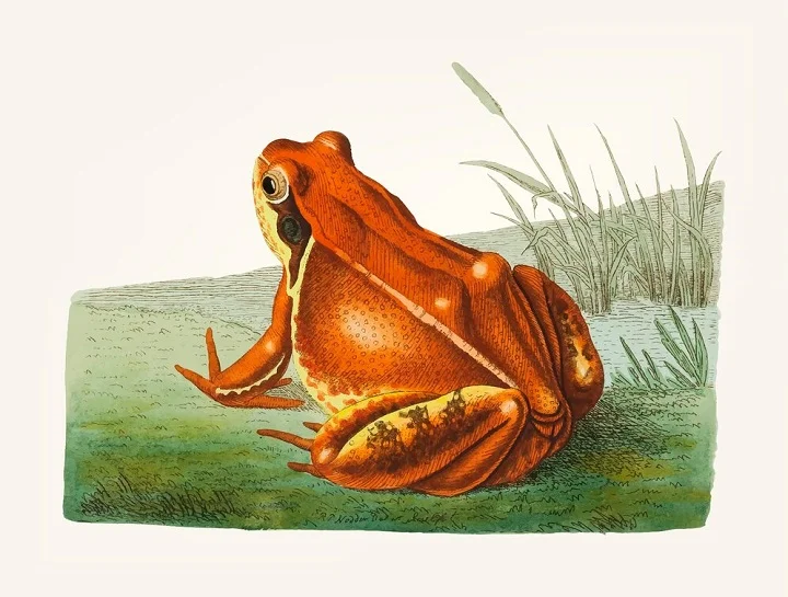 Symbolism Of Frog Paintings Enhance Your Home Decor Symbolism Of Frog Paintings Enhance Your Home Decor