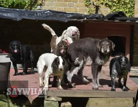 175 Dogs Saved from Hoarder Slidell La Oct.2011: Rescuers caring for neglected dogs during massive operation