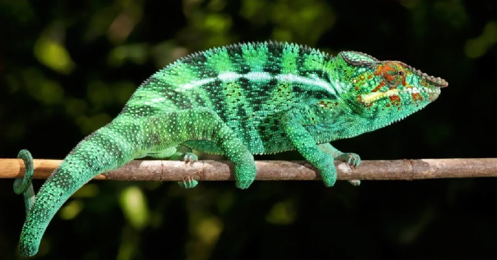 Chameleónovité